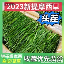 һlĦݰlֱӸɲݱZi̫