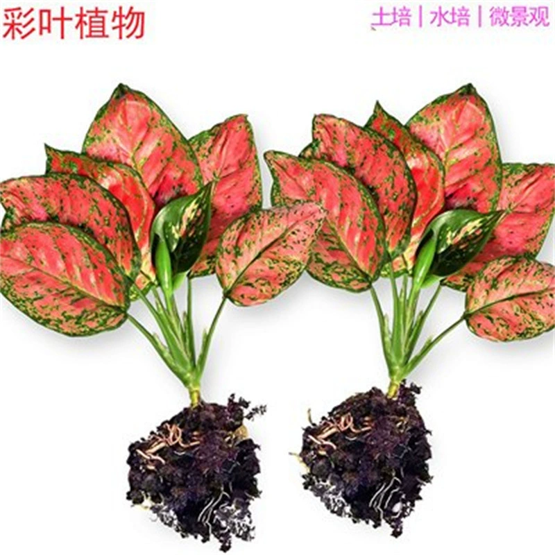 Ruyi Queen Geely Wannian Red Гидропонное зеленое растение Офис Водная корзина с зелеными розами Цветы в горшке для кормления