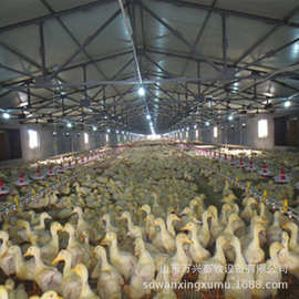 家禽鸡鸭鹅100×50规格方孔通用养殖网床万兴畜牧1张起批