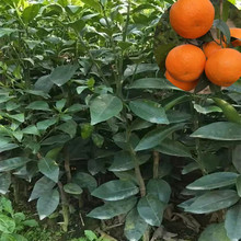 云南沃柑苗新品种沃柑苗新苗沃柑苗新品种沃柑苗新苗沃柑苗