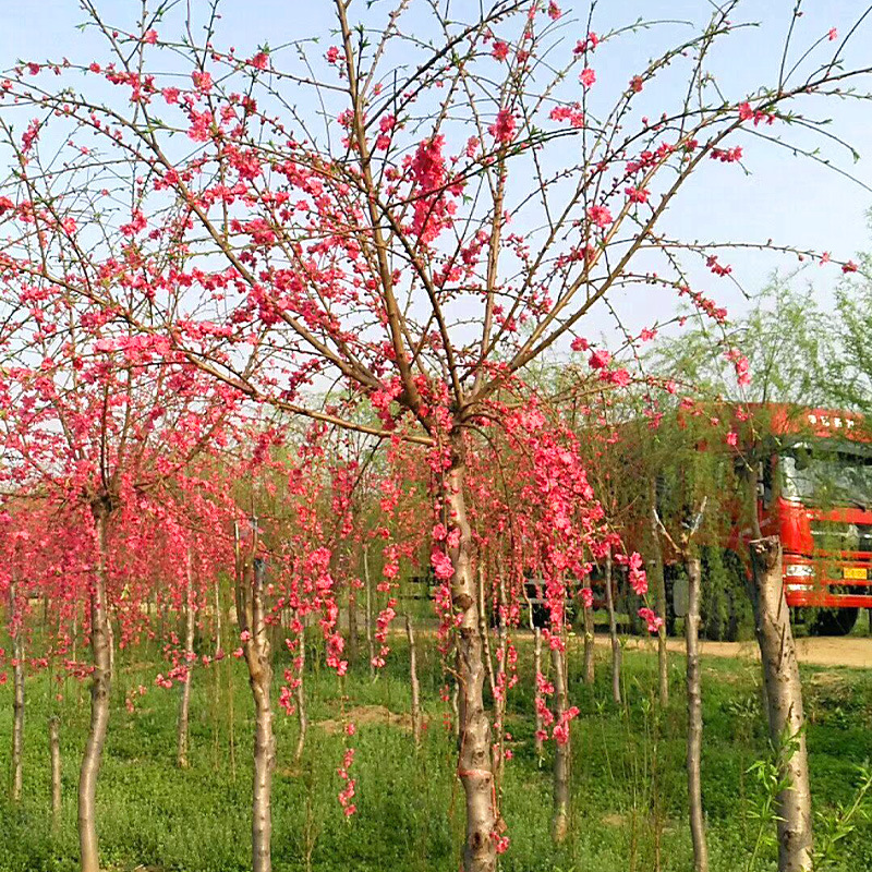基地发货 桃树 桃花 碧桃 仪花 串钱柳 大小规格 绿化苗木报价