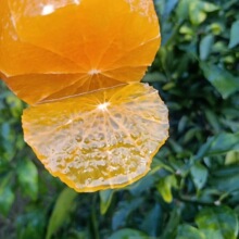 橙子秭归甜橙爆汁新鲜水果爱媛果冻橙当季现摘现发孕妇一件代发