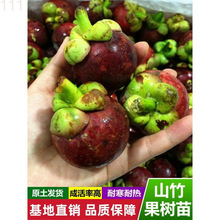 �M��̩���o��ɽ����ɽ�������������Ե��Ԯ���Y���ϱ����Nֲ