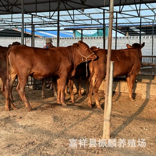 利木赞肉牛哪里有卖的 牛犊多少一头 牛犊多大能养殖