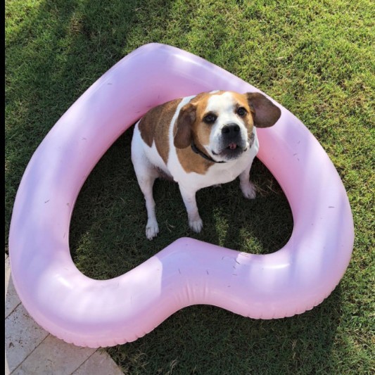 Swimming ring