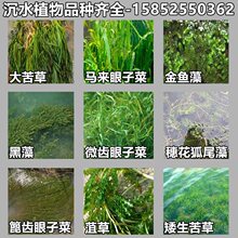 鱼塘水草矮生耐寒苦草常绿马来眼子菜穗花狐尾藻金鱼藻黑藻菹草苗