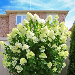 ��ݲ�ݮ�A�F���򻨴�������ʯ�ҟ��ļ����B�^�����ɽ��򻨻�ֲ��