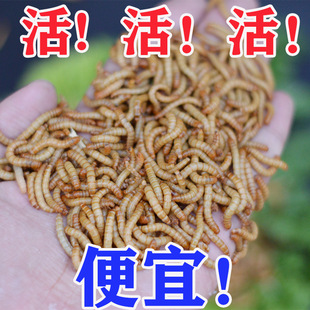 ����x�S���x���x�����~��ü�B���Ұ��r��ʯ�܂}�������z��