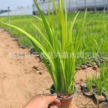 黄菖蒲水生植物  河道湿地绿化池塘水生鸢尾 挺水植物基地批发