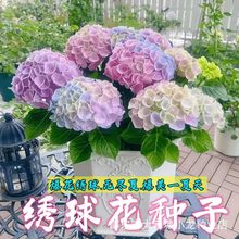 混色绣球花种子五颜六色16色庭院阳台盆栽懒人四季耐寒耐热绣球花