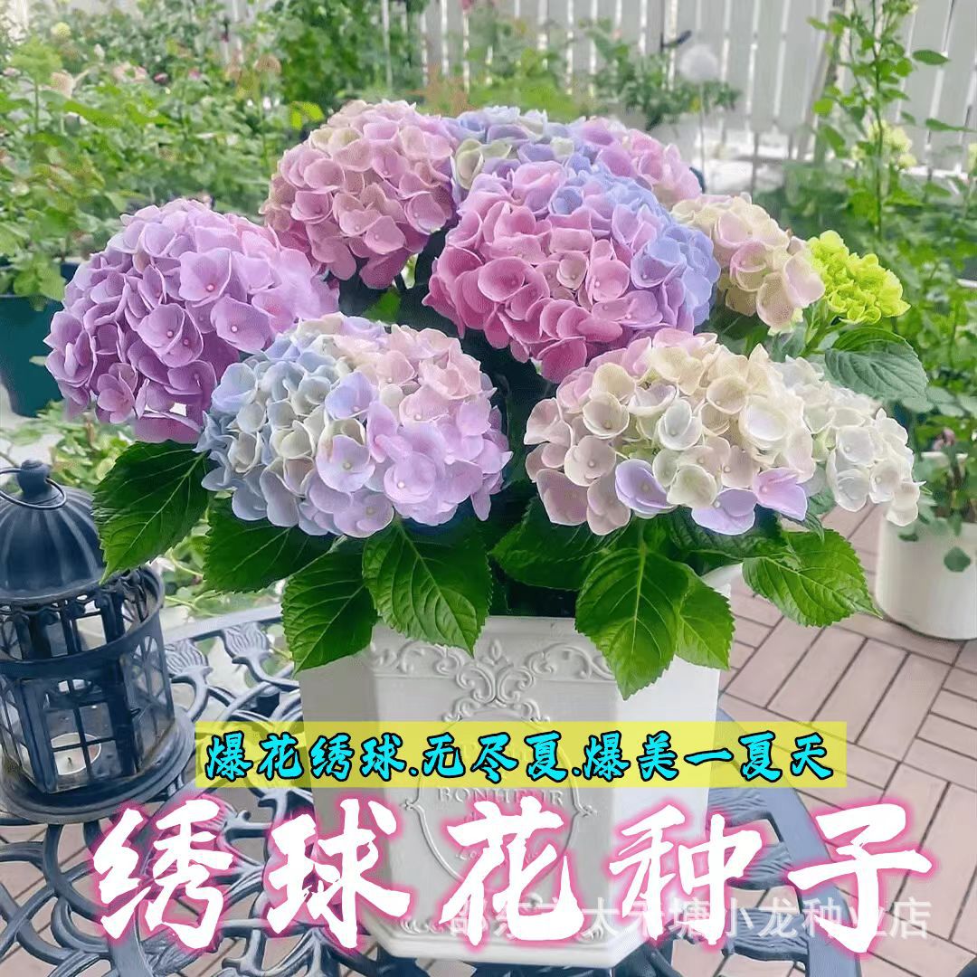 混色绣球花种子五颜六色16色庭院阳台盆栽懒人四季耐寒耐热绣球花