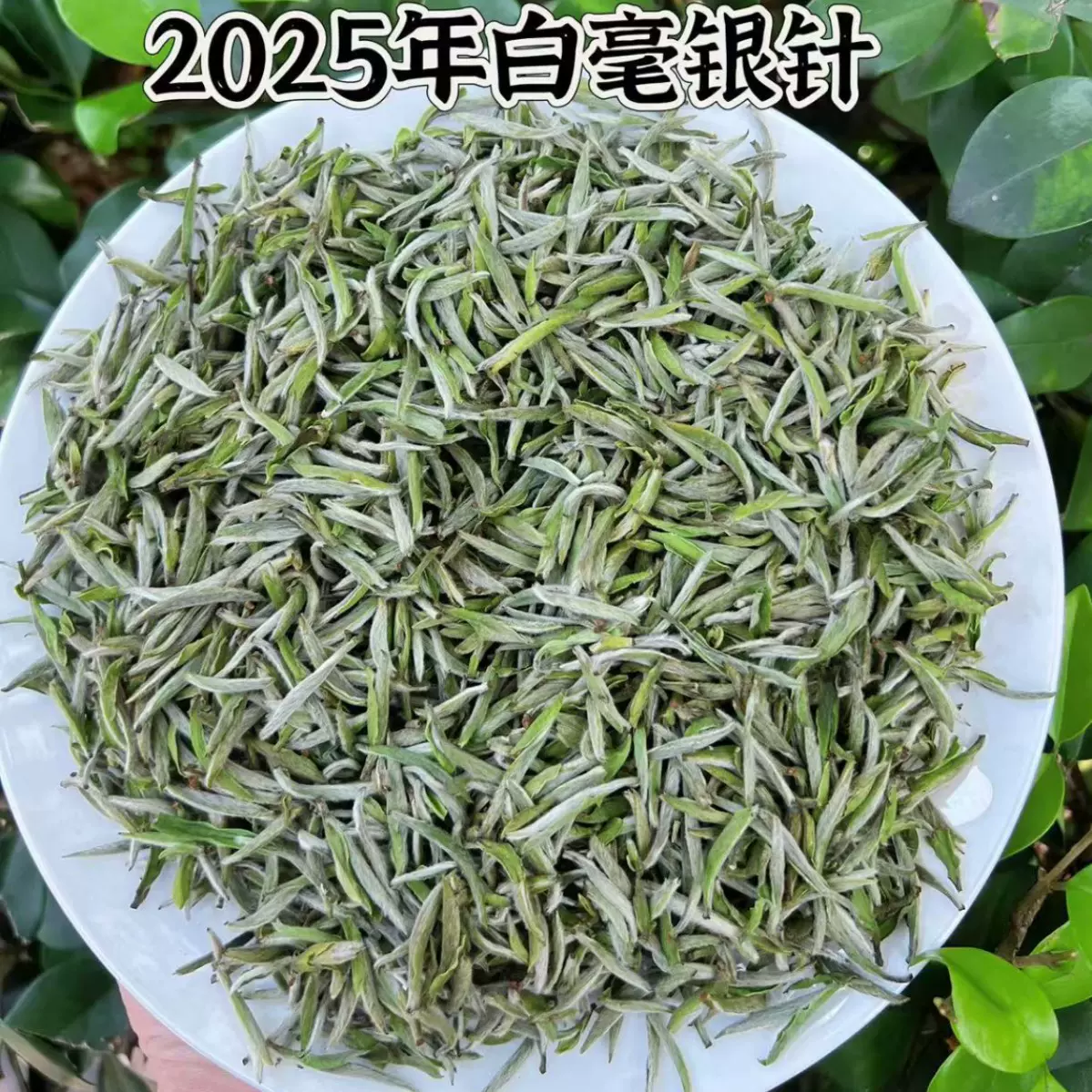 2025年白毫银针新茶头采银针福建白茶高山白茶散装茶叶自己喝送礼