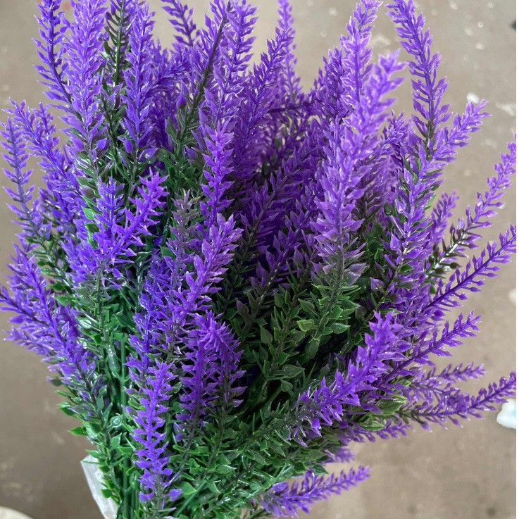 Lavanda