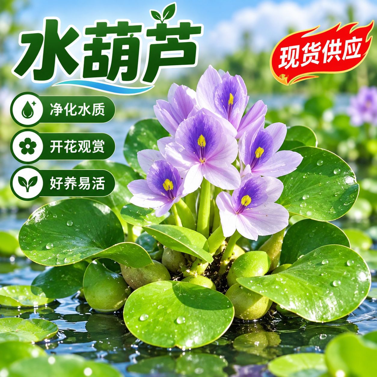 水葫芦水草浮萍鱼缸乌龟虾花卉鱼池塘净化水生植物种苗莲花水芙蓉
