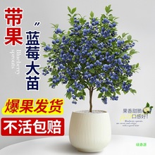 {ݮNֲϱYش̖{ݮļl؛