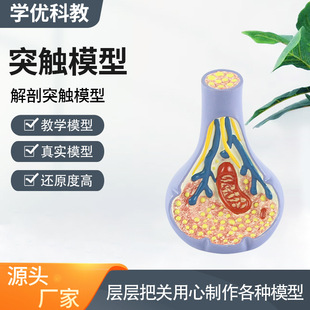 �S��ֱ���t�WԺ�WУ�̌Wͻ�|����ģ��չʾ���ߣ�4������