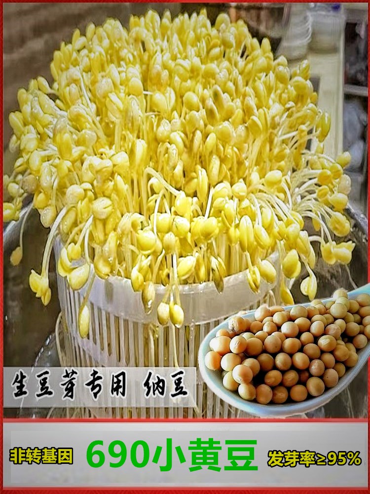 小粒黄豆690发豆芽专用纳豆生豆芽豆农家非转基因珍珠粒小金黄豆