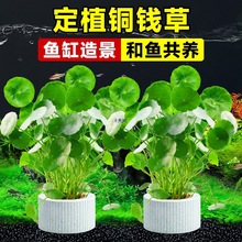 鱼缸水草水培植物和鱼共养铜钱草鱼缸造景净化水质真水草绿植