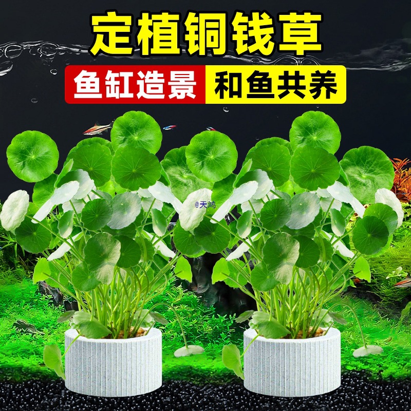 鱼缸水草水培植物和鱼共养铜钱草鱼缸造景净化水质真水草绿植