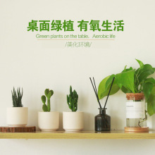 多肉植物盆栽绿植花卉仙人掌仙人球室内植物送盆营养土节日礼物厂
