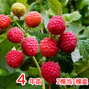 һ�����l�t��ݮ���縲����Ұ���ژ�ݮ������ͥԺ�Ϸ������Nֲˮ��