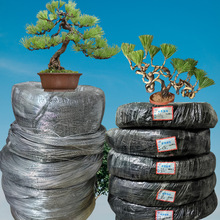 �F؛��ɫ���ٽz��֦�����辰�@ˇ�X�zֲ��������������ԭɫ���X��