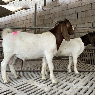 ����ɽ�����ĸ�� ����ĸɽ��һ�C��ֻ �N�������L���ɽ�����