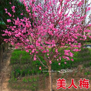 һ�����l�ͺ��t÷����������ͥԺ���ԝ����ļ�����ֲ�����t�D÷