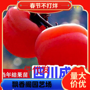 �Ĵ�ĥ�P������ˮ����������������޽��箔��Y���ϱ����Nֲ