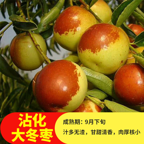 大青枣苗台湾大青枣苗树苗牛奶枣蜜丝枣嫁接苗甜脆枣子苗当年结果
