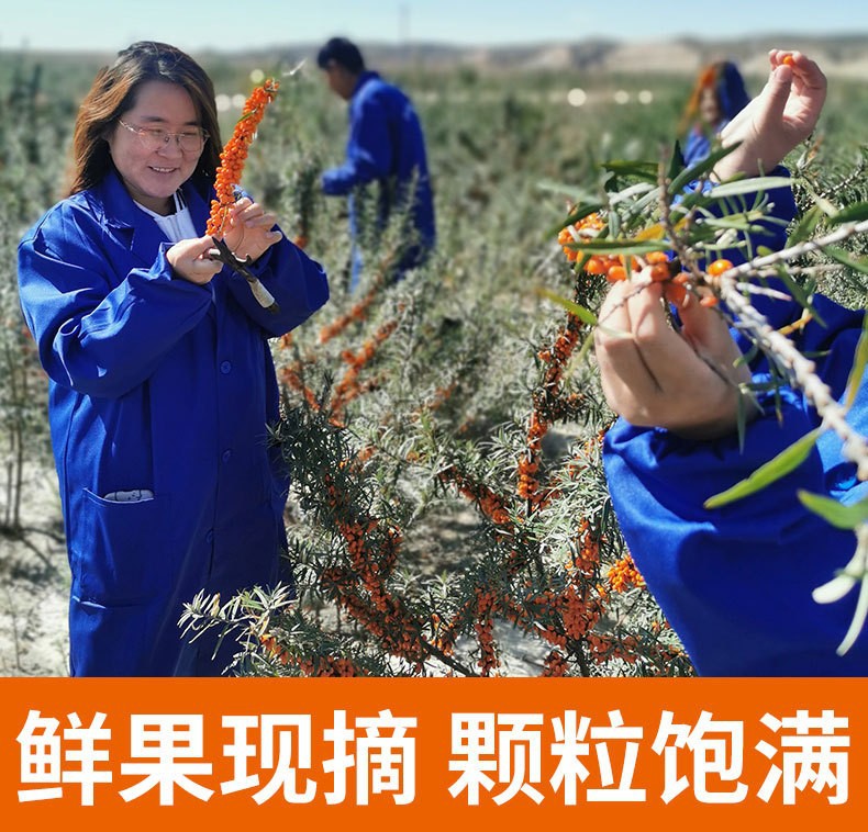 Frozen Wild Sea Buckthorn Berries Fresh Harvest Inner Mongolia 1000 kg Bulk quality and texture