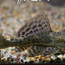 ��ɫ����������~���~���͵�Ϣ���~�S��