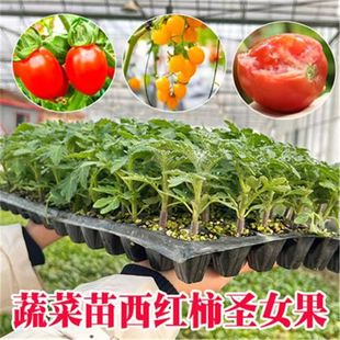 西紅柿苗普羅旺思水果西紅柿秧苗室內盆栽種孑籽大全矮生番茄菜苗