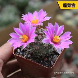 实生好养活仙人球根系仙人柱短毛丸日出易合集组合仙人掌新手其他