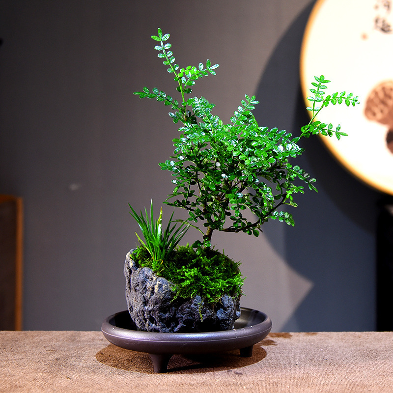 Fragrant pepper bonsai landscape basin money calamus landscape green plants indoor desktop Chinese decorative ornaments good care