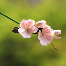 手工非遗绒花桃花发夹侧边夹新中式发饰头花发饰超仙高级感温柔女