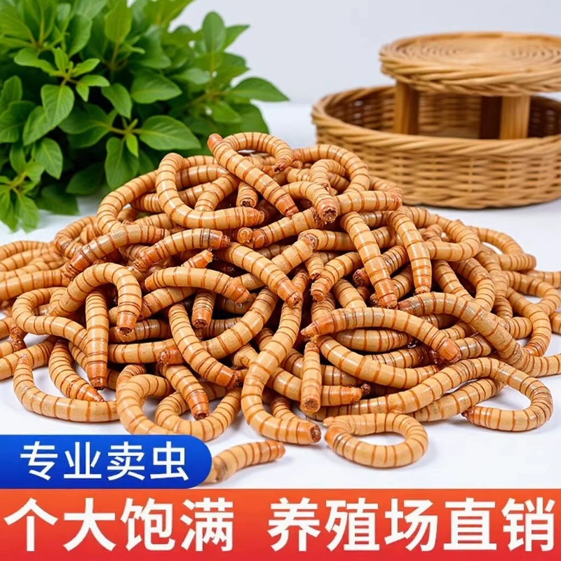 Живые мучные черви, желтые мучные черви, живая арована, черепаха, хомяк, мучные черви, сорок, корм для сорок, сорока, жук, рыбалка.