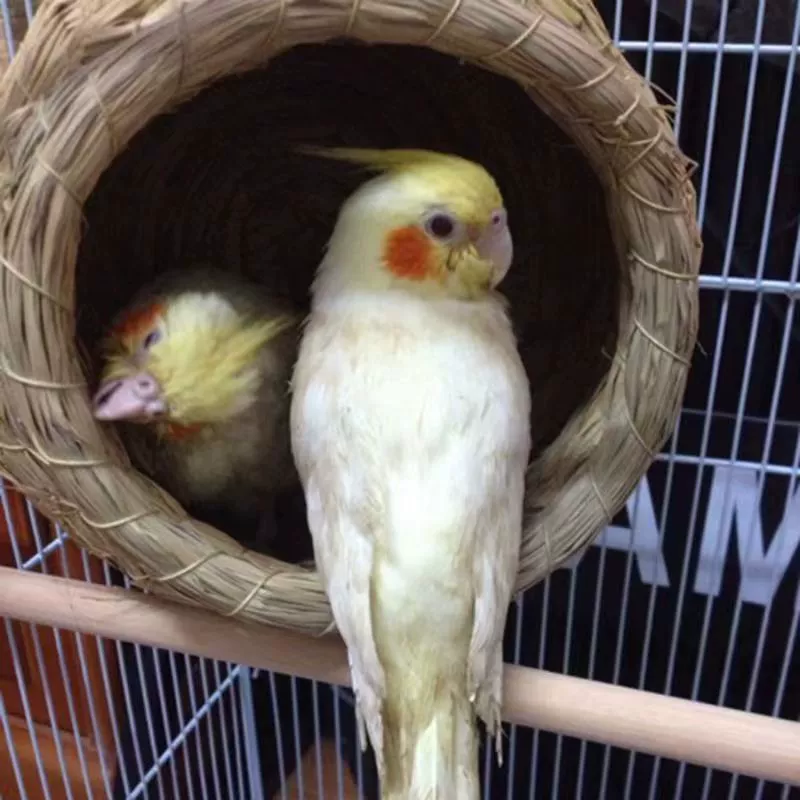 [Оптовая Продажа] Соломенное Птичье гнездо Гнездо попугая Птичье гнездо Жемчужина волнистого попугая Сюань Фэн Теплое гнездо Коробка Инкубационные яйца