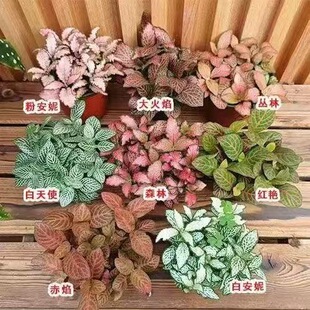 �W�y�����ԾGֲ �W�y�����͟� �^�~�Gֲ�����҃��k�������^΢���^