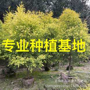 �������l�㽭ǧ�ӽ� �S�������r �S��������С�� �Sǧ�Ә�r��