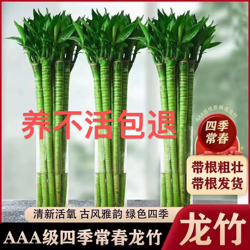 Bamboo with Roots, Wenchang Bamboo, Dragon Bamboo, Fortune Bamboo, Water-Cultured Plants, Easy-To-Grow Indoor Potted Hydroponic Green Plants for Living Room