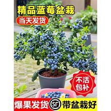 �{ݮ������ش�̖�����Ӱl؛�̨����ˮ���������Ϸ������NֲL25