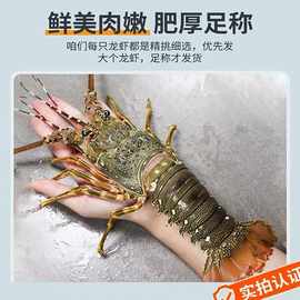 小青龙鲜活速冻小青龙新鲜生冻青龙虾大龙虾越南水产商用批发