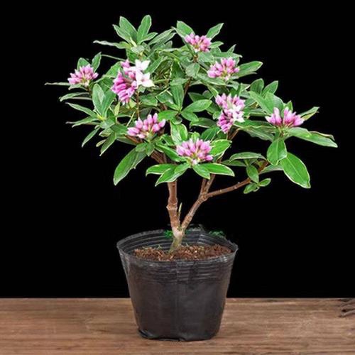 金边瑞香盆栽浓香型带花苞室内老桩客厅观花植物耐寒四季开花包邮