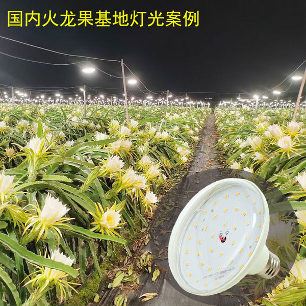 LED plant lamp