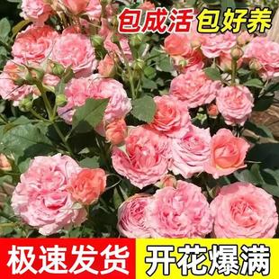 ɺ�������¼������ļ��_�����r���Ǳ���Ů�˻���t�O��ͥԺõ�廨
