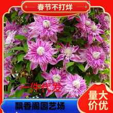 �sɪ���F��ɏ���������̨���ٴ�������ֲ���ɫ���ذ�༾�_��