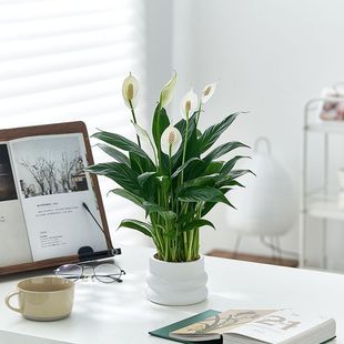 ��������һ���L혾Gֲ�k���҃�����ȩ�����՚��B�������ܑ���ֲ��