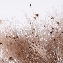 【永生花梦幻草柔丝】插花花束配材diy干花材料小清新拍摄道具