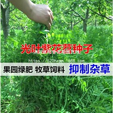 ���@�G�ʷN���ϻ����ӷN�L��ëҰ�㶹ë�����B����Դ�ݷN�G�ʷN��